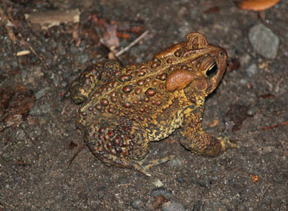 Photograph of an American Toad