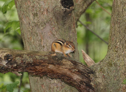 Photograph of a Chipmunk