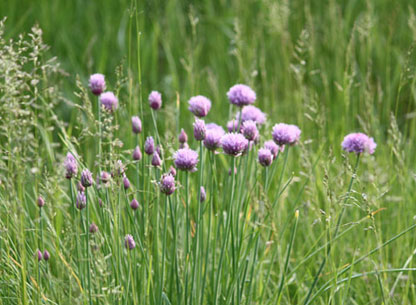 Photograph of Chives in the Meadow