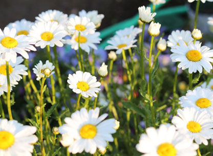Photograph of Daisies