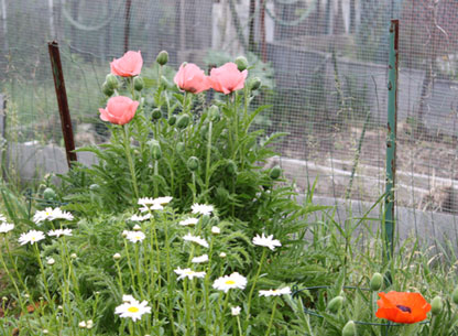 Photograph of Flowers in the Lower Gardens