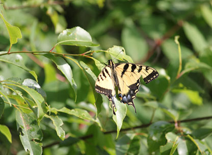 Photograph of a Swallowtail Butterfly