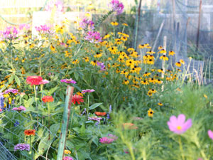 Photo of Lower Garden Plot