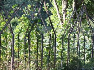 Photo of Upper Garden Plot