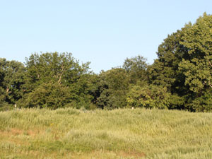 Photo of Meadow