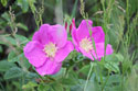 Photo of Wild Roses
