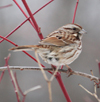Song Sparrow Photo