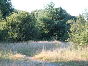 Photo of Woodcock Meadow