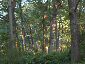 Photo of Woods